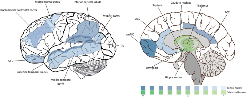 Neuroscience. Wikimedia Commons